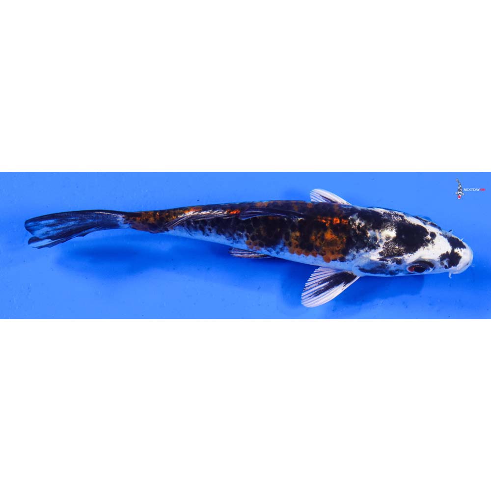5” Imported Kujaku