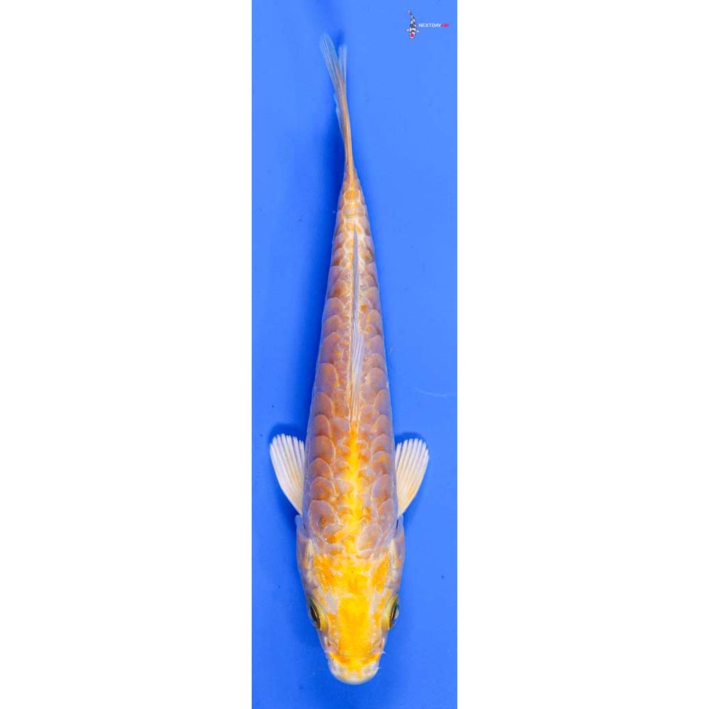 5” Imported Armor Scaled Lemon Hariwake