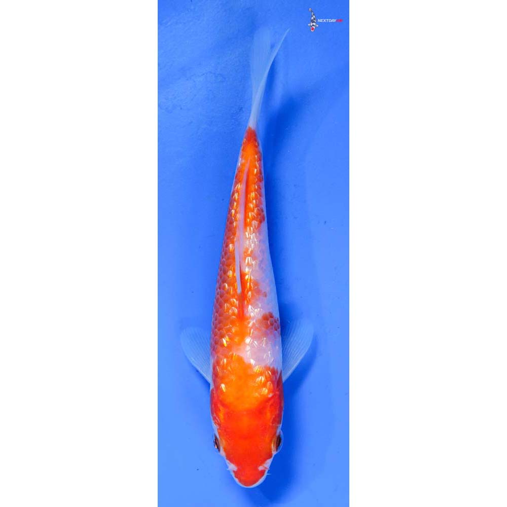 5.5” Imported Gin Rin Kohaku
