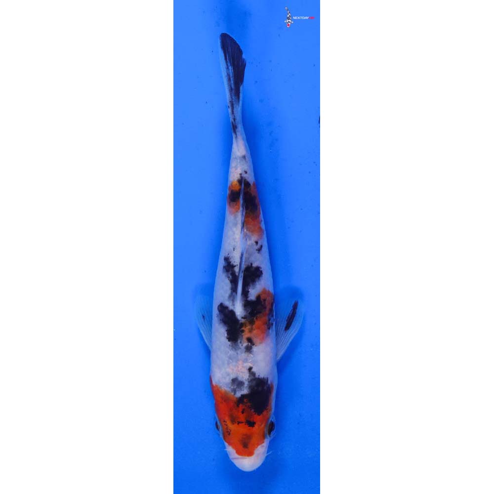 5” Imported Sanke