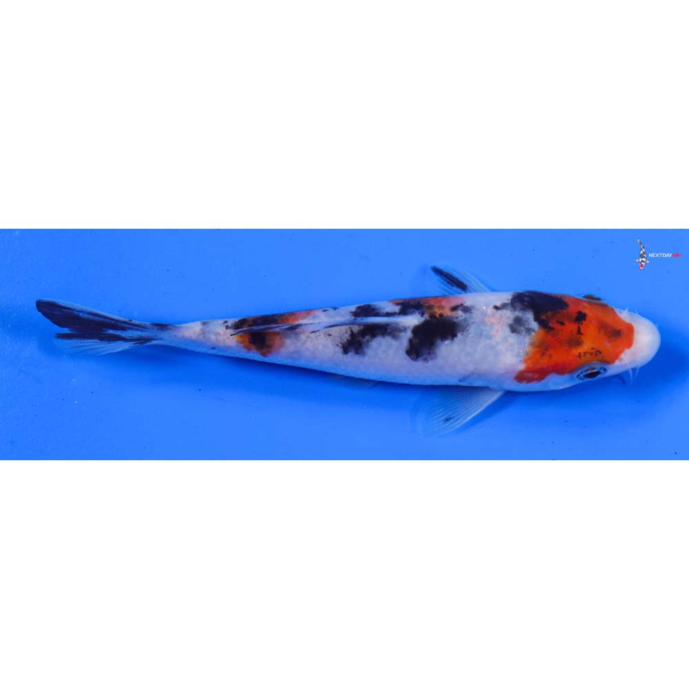 5” Imported Sanke