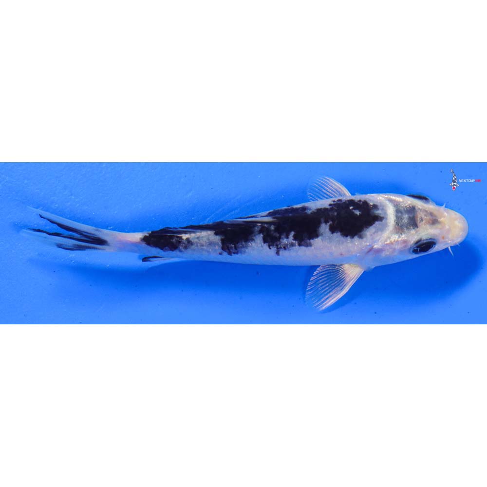 4.5” Imported Shiro Bekko