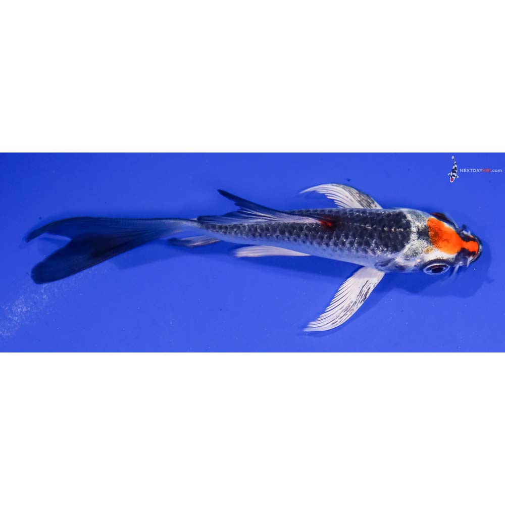 4.5” Imported Kujaku Butterfly Koi