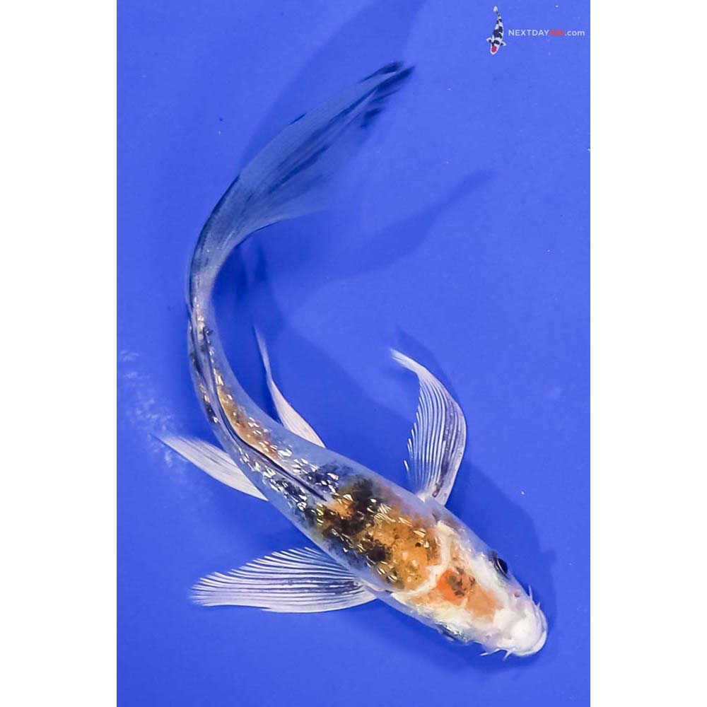5” Imported Gin Rin Yamato Nishiki Butterfly Koi