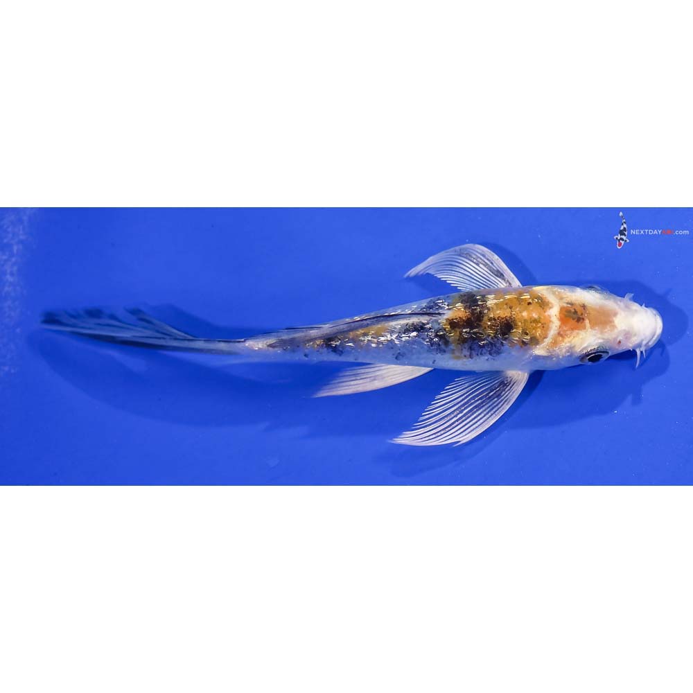 5” Imported Gin Rin Yamato Nishiki Butterfly Koi