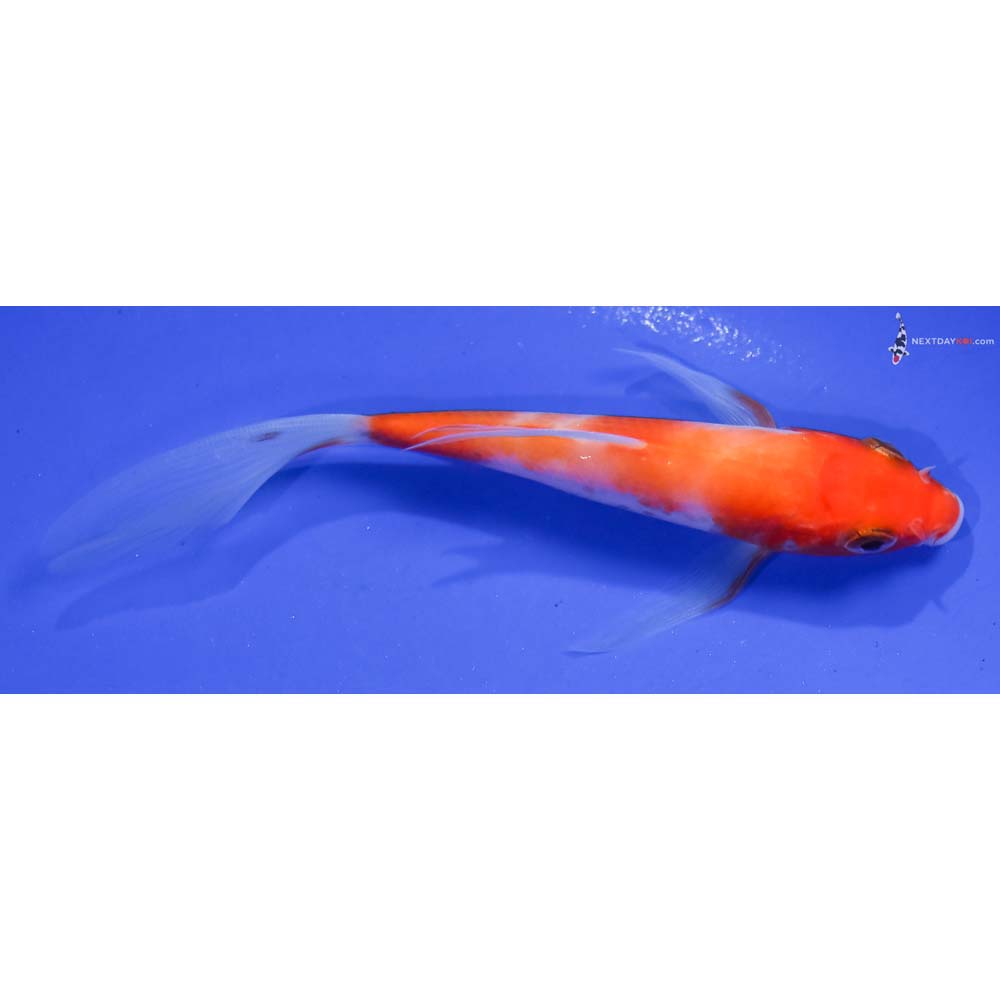 5” Imported Kohaku Butterfly Koi