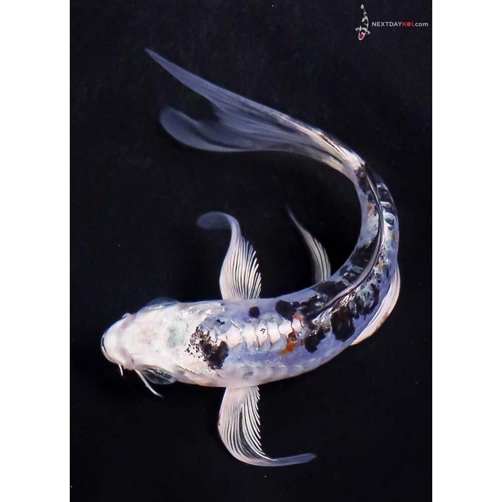 5” Imported Heisei Nishiki Butterfly Koi