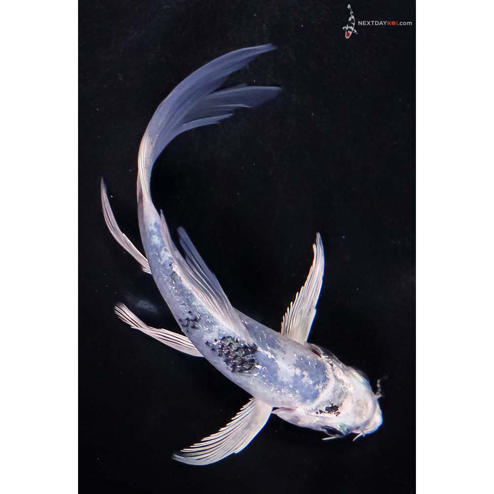 5” Imported Gin Shiro Utsuri Butterfly Koi