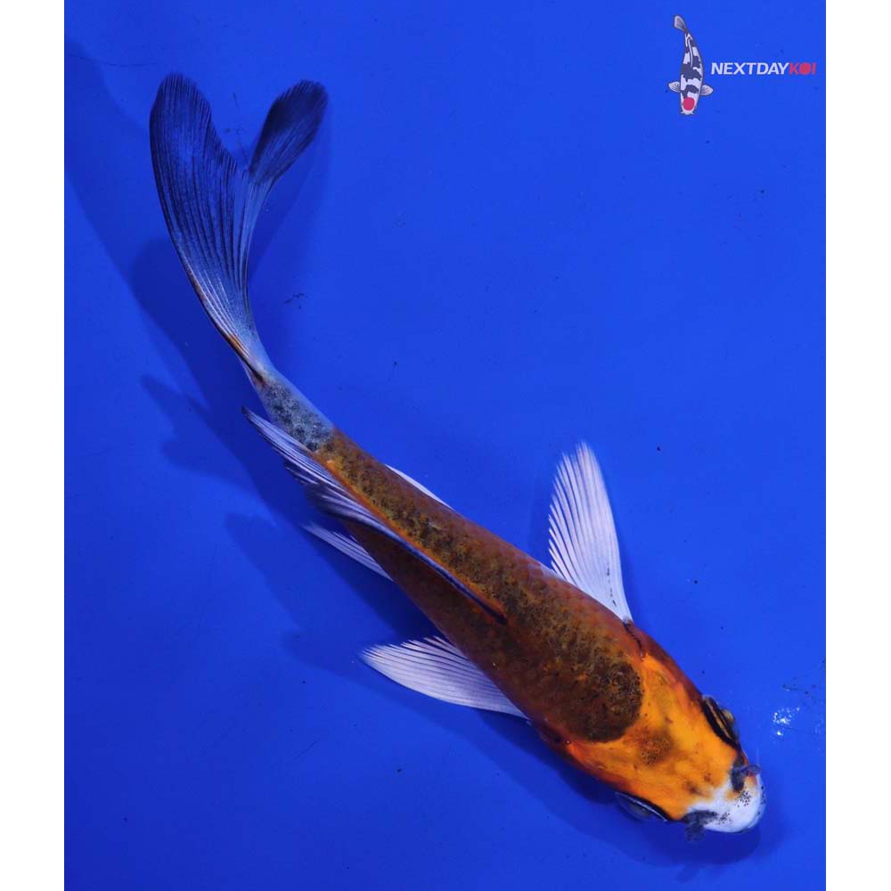 4” Imported Kujaku Butterfly Koi