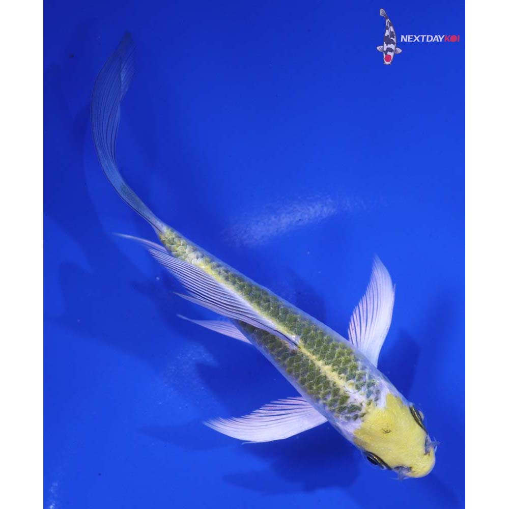 4.5” Imported Kujaku Butterfly Koi