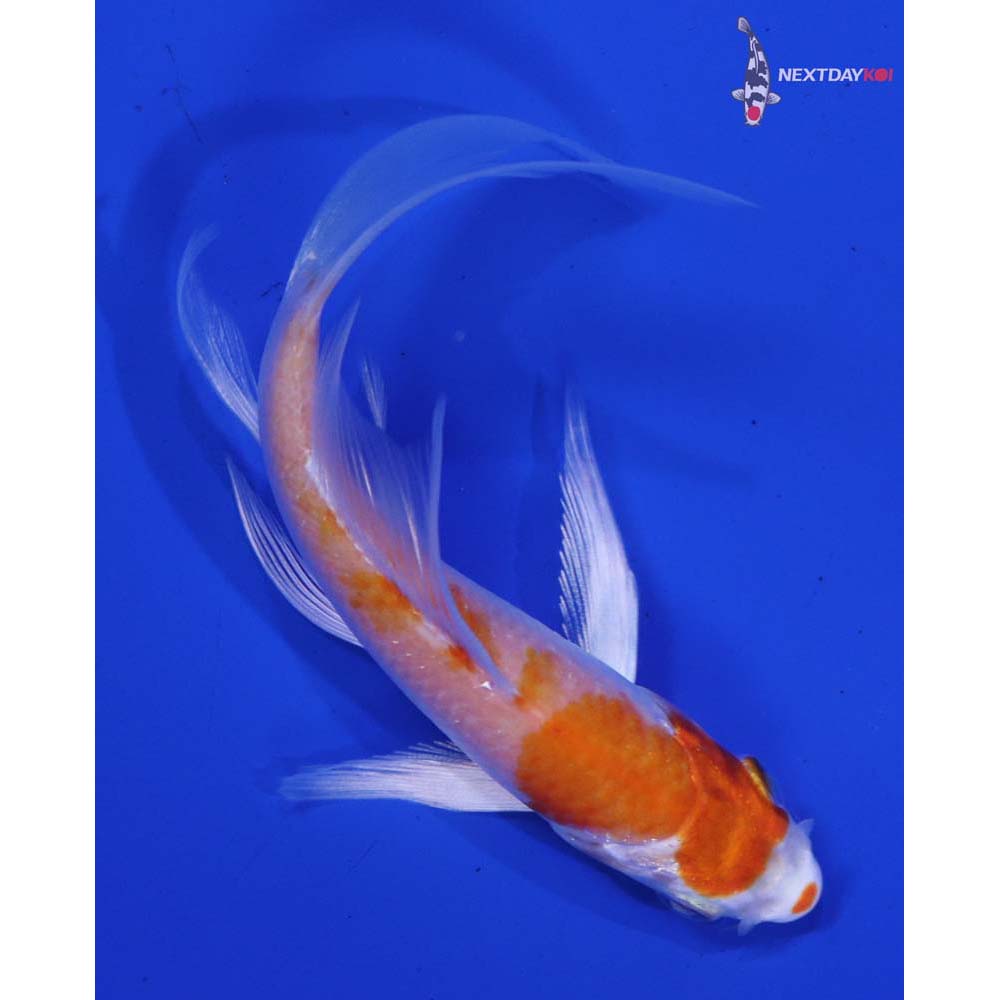 4.5” Imported Hariwake Butterfly Koi
