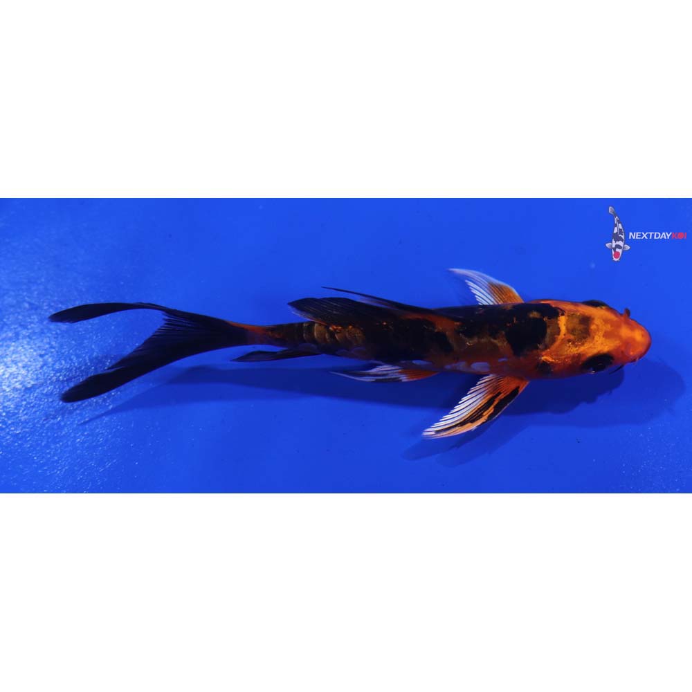 4” Imported Kin Aka Bekko Butterfly Koi