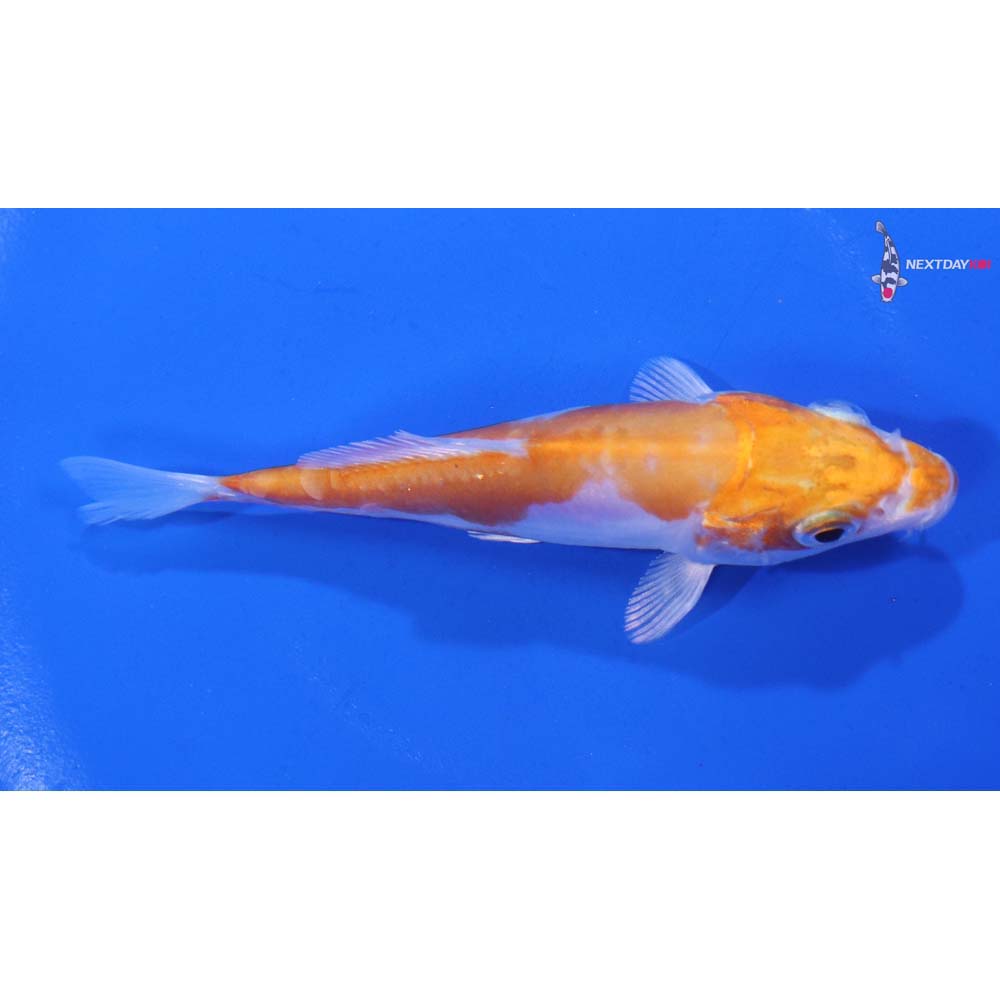 4” Imported Kikusui