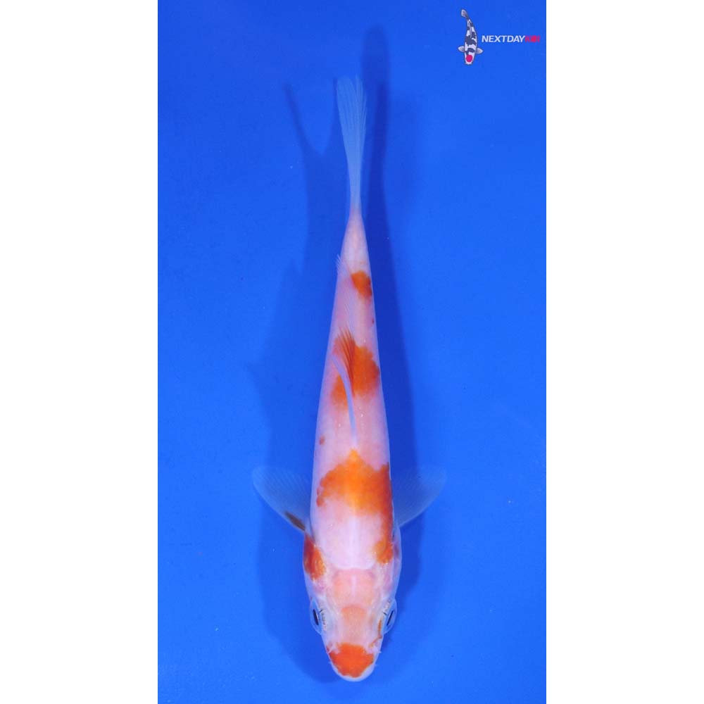 4” Imported Kohaku