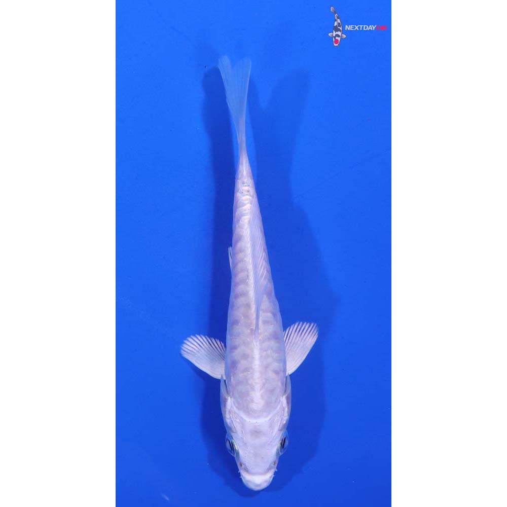 4” Imported Armor Scaled Platinum Ogon