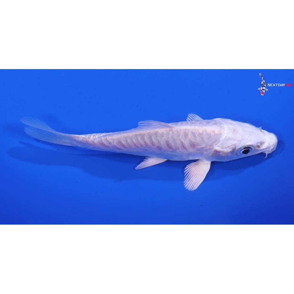 4” Imported Armor Scaled Platinum Ogon