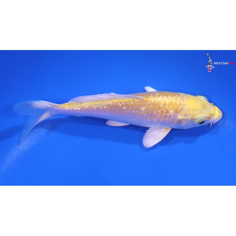 4.5” Imported Gin Rin Lemon Hariwake