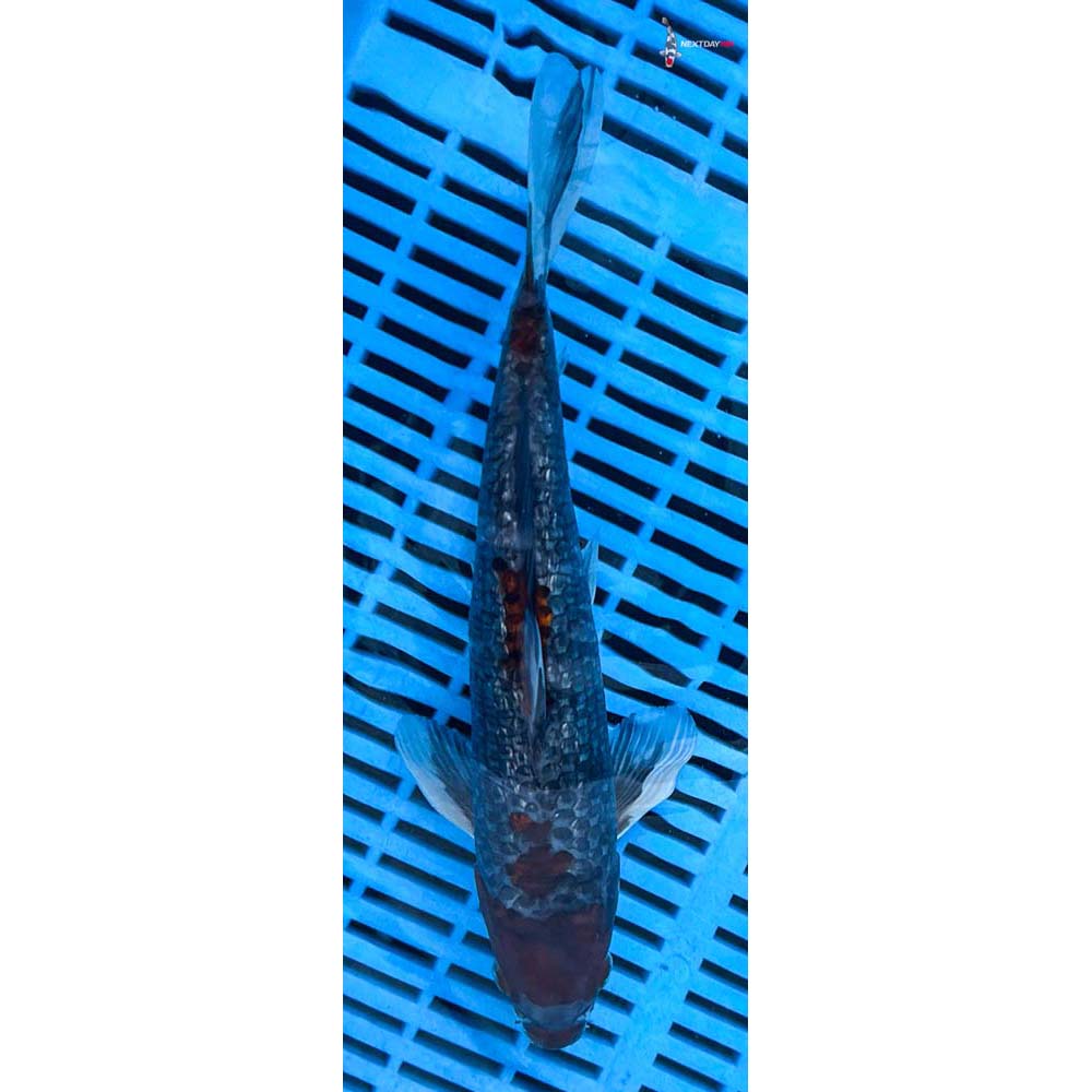 12-14” Imported Gin Rin Ochiba Shigure
