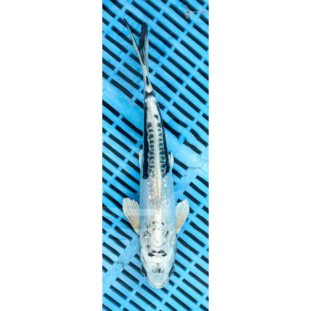 12-14” Imported Gin Rin Kikokuryu