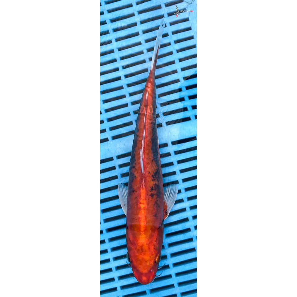 12-14” Imported Beni Matsukkawabakke