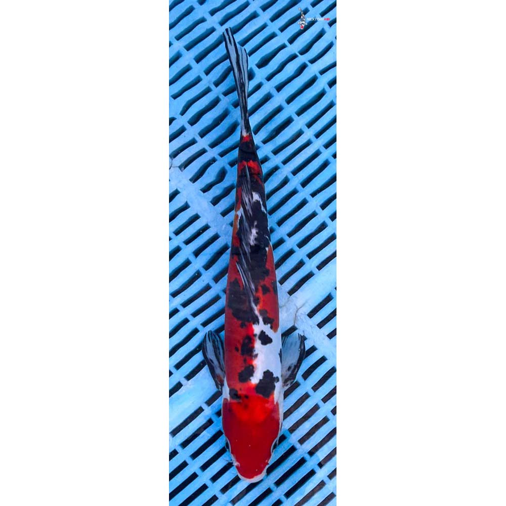 12-14” Imported Doitsu Sanke