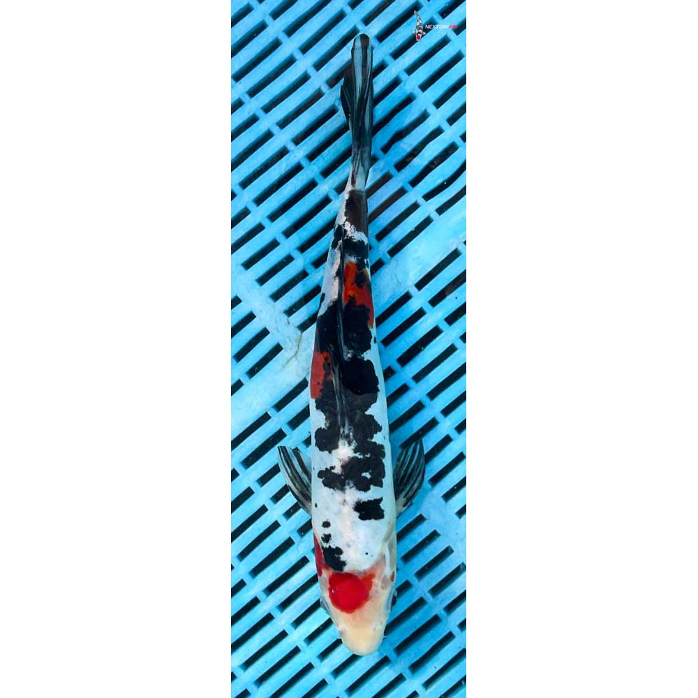 12-14” Imported Doitsu Sanke