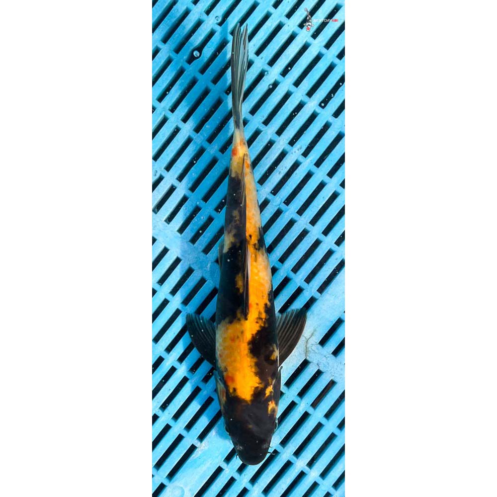 12-14” Imported Ki Utsuri