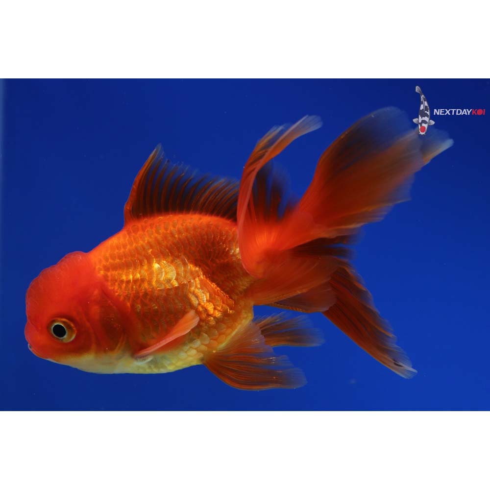 4” Imported Red Oranda