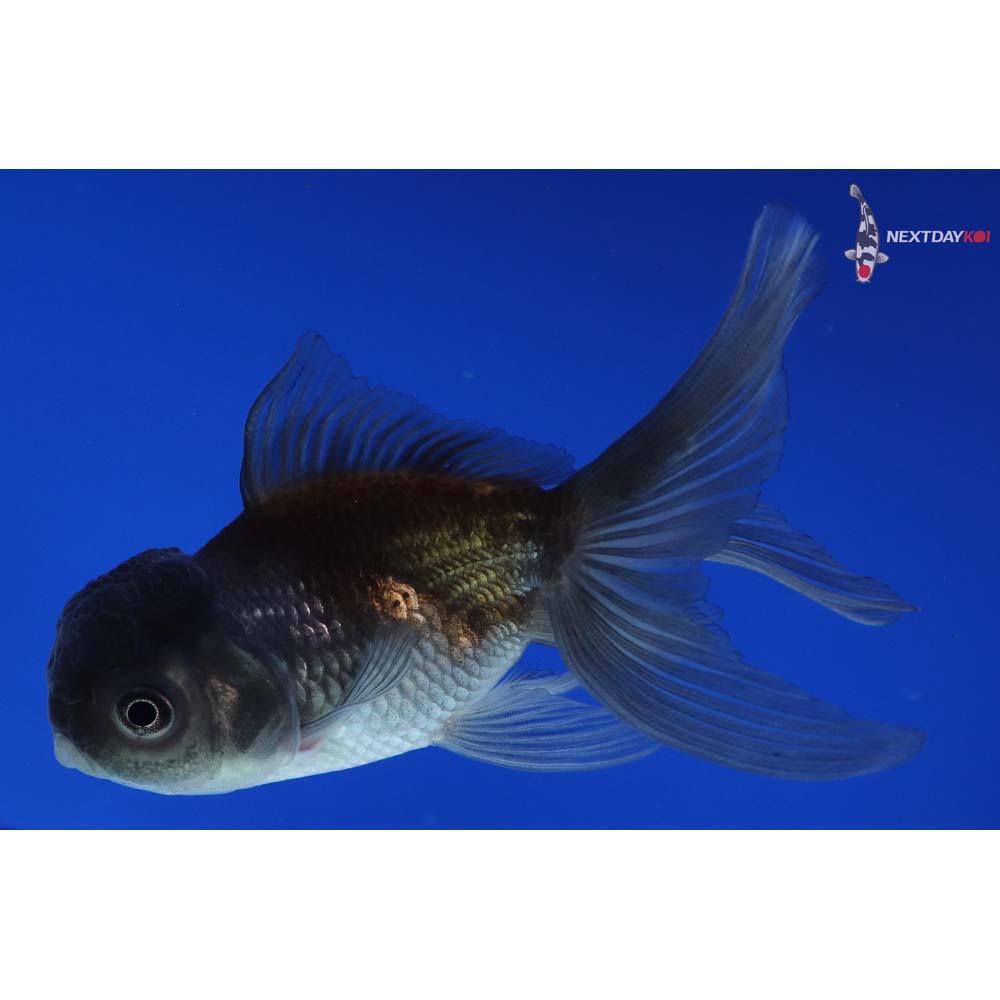 4” Imported Blue Oranda