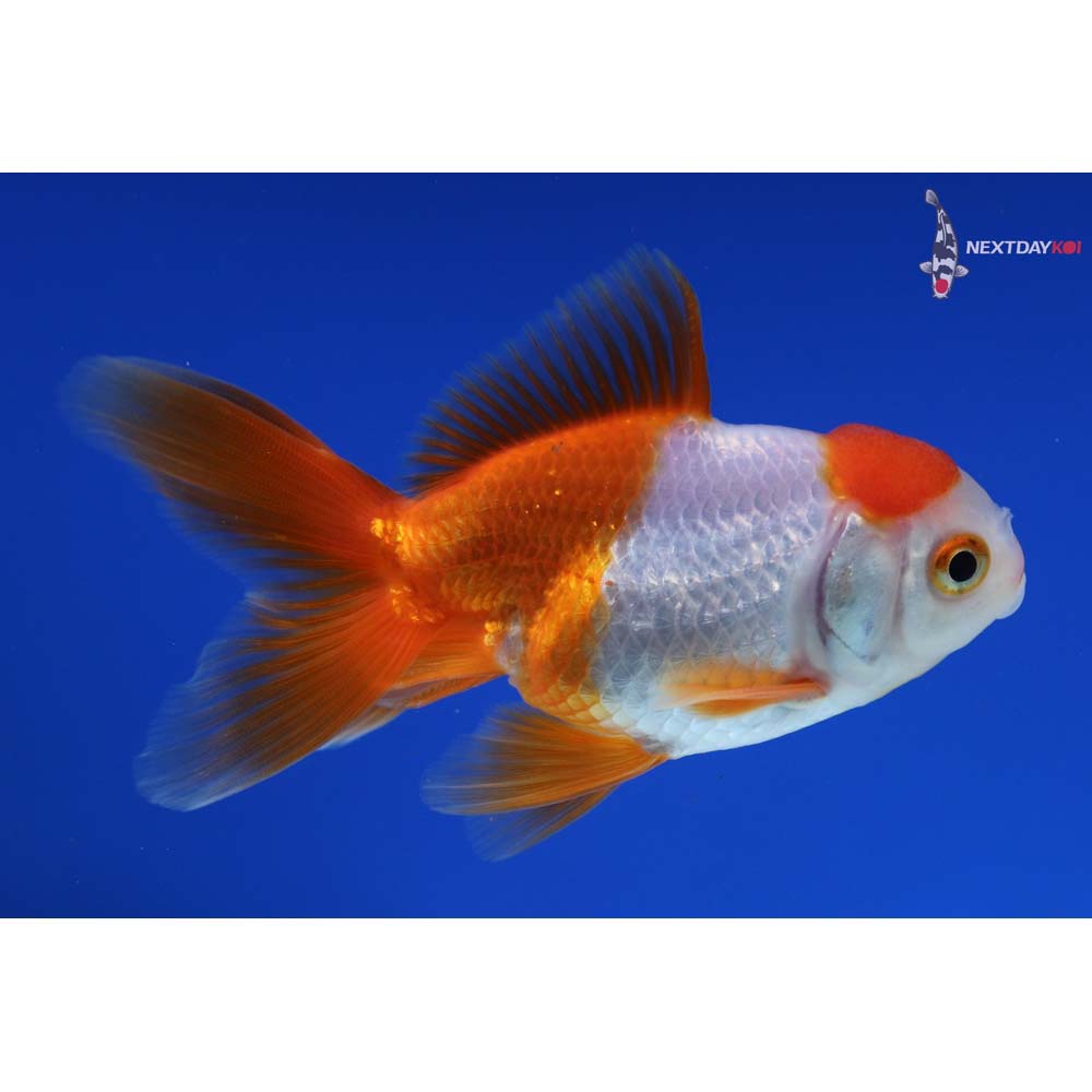 4” Imported Red and White Oranda