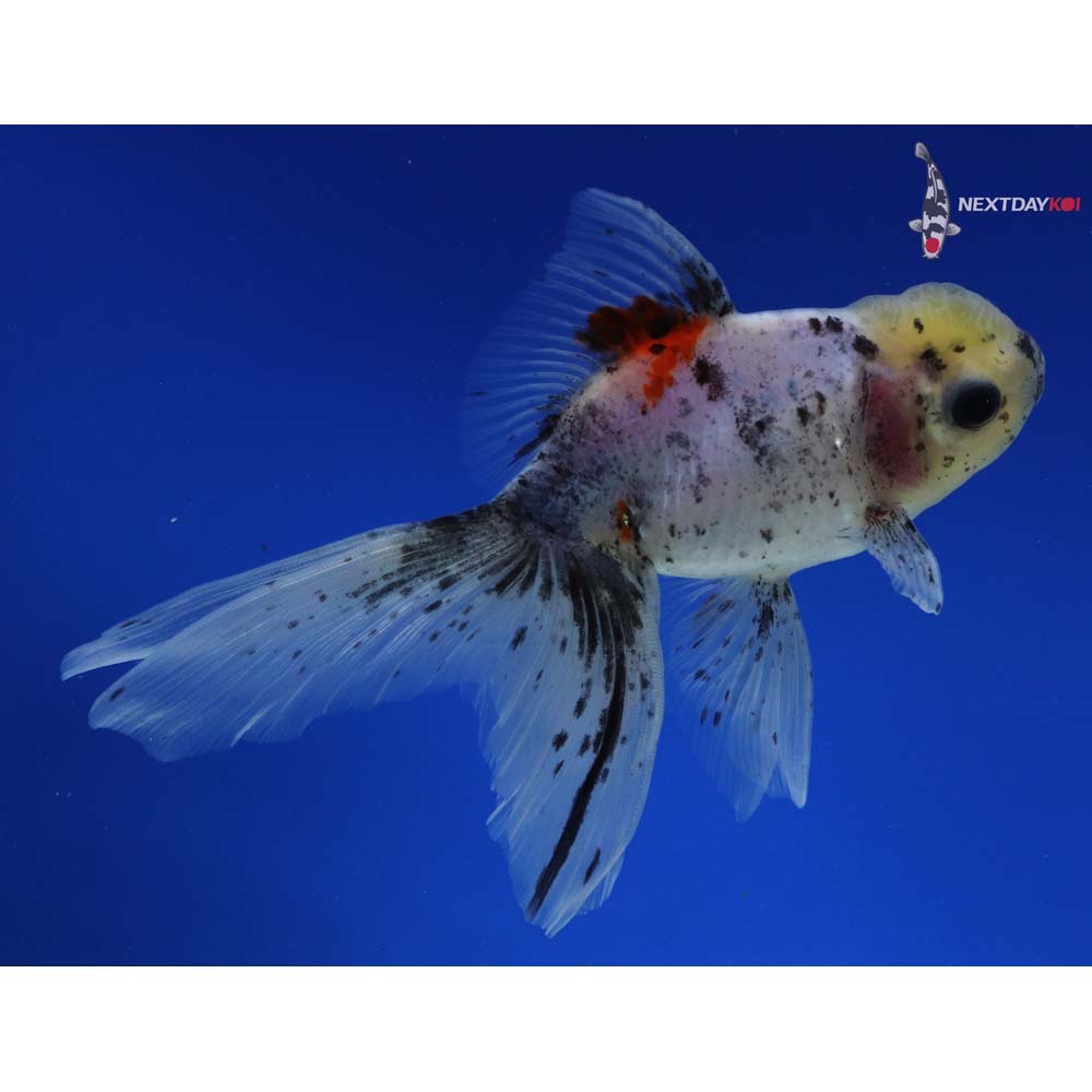 5.5” Imported Calico Oranda