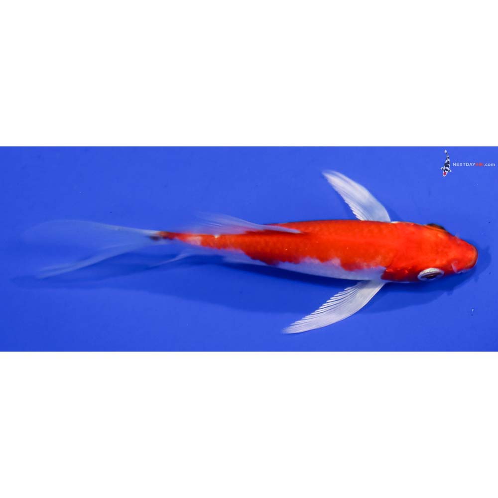 4” Imported Hariwake Butterfly Koi