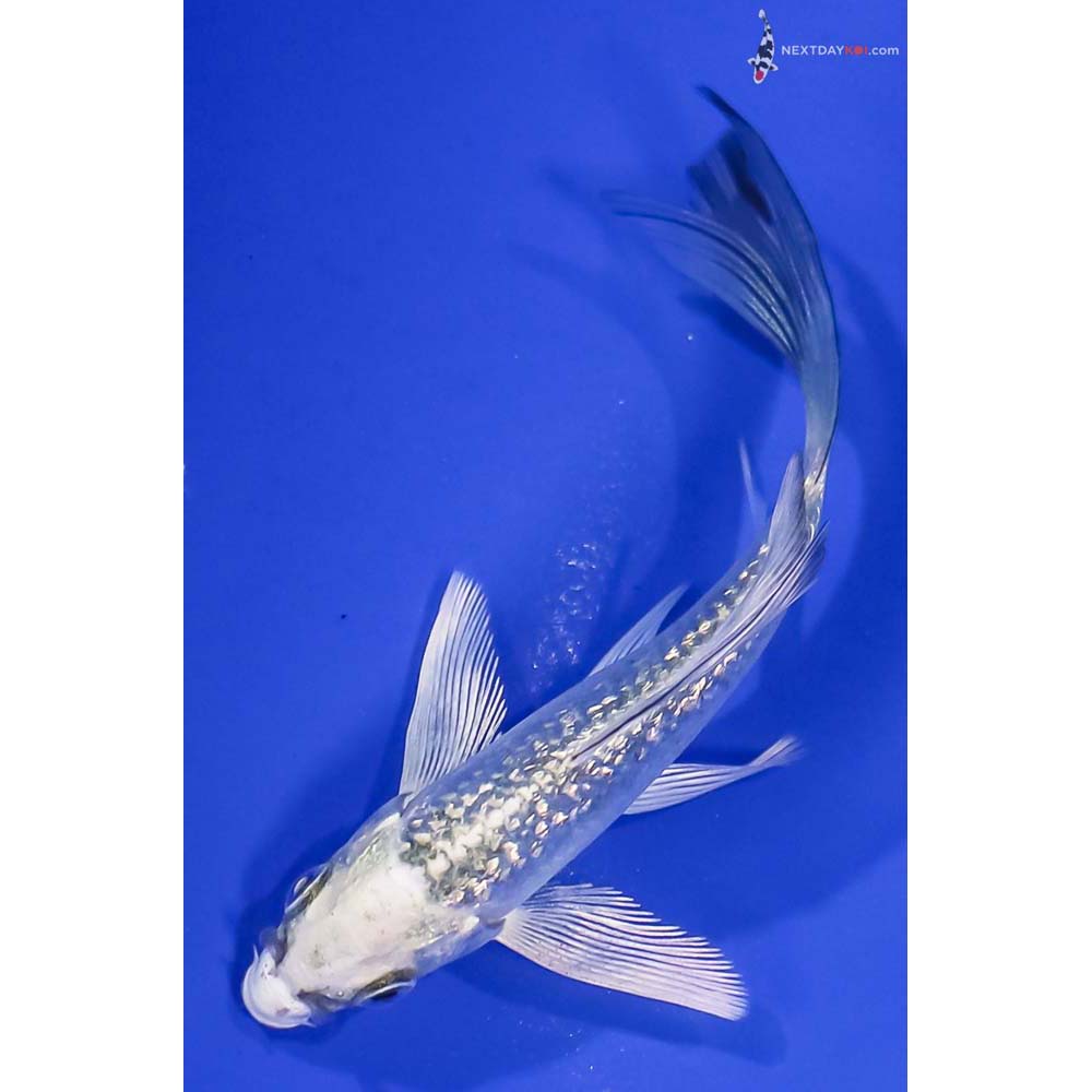 4” Imported Gin Rin Kujaku Butterfly Koi