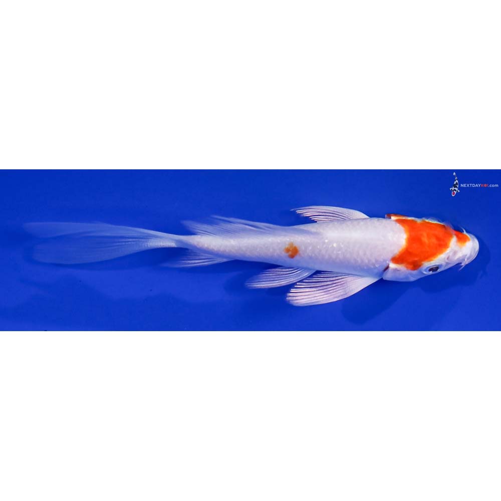 3.5” Imported Hariwake Butterfly Koi