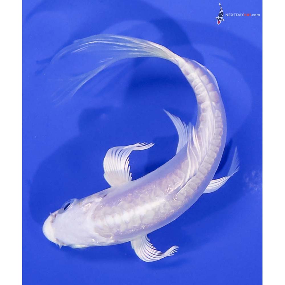 4.5” Imported Doitsu Platinum Ogon Butterfly Koi
