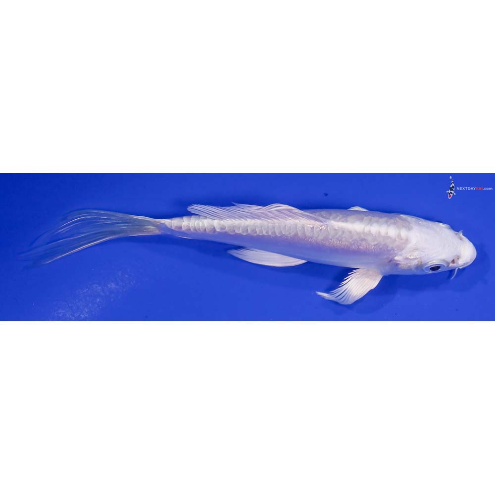 4.5” Imported Doitsu Platinum Ogon Butterfly Koi