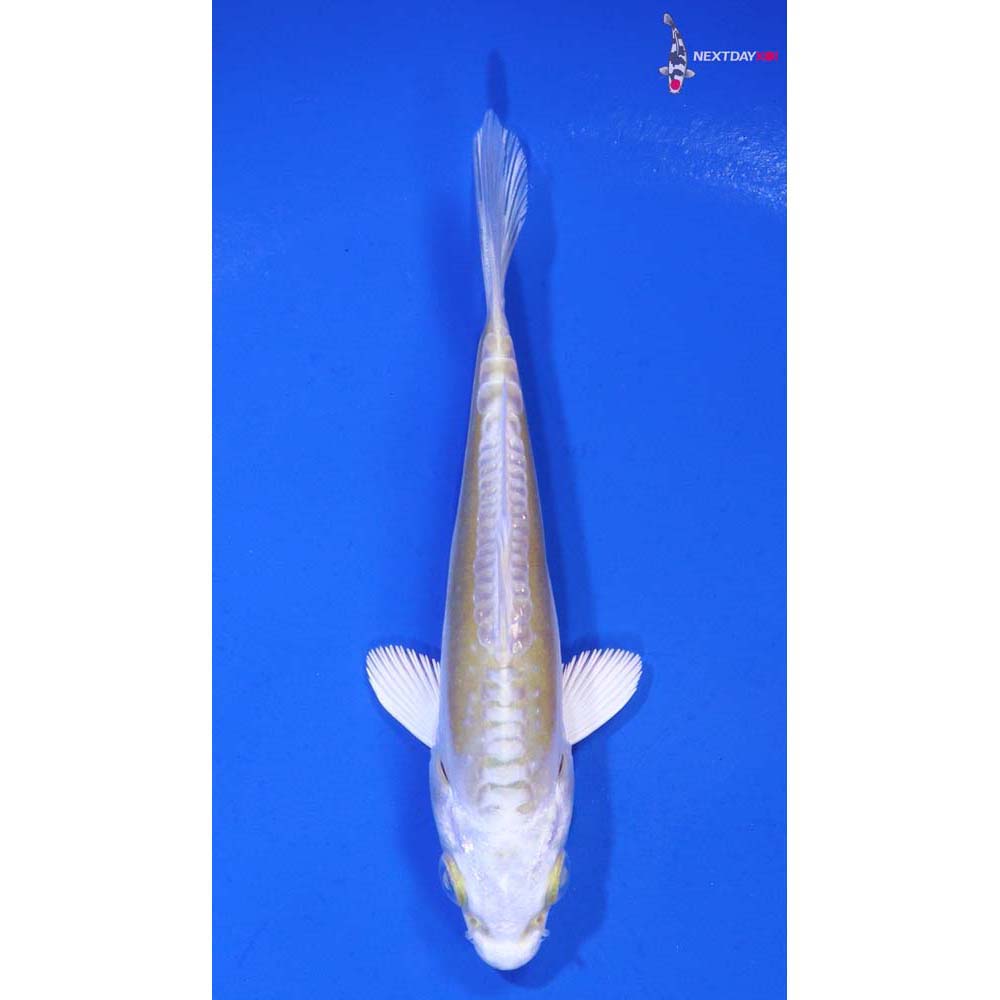 3.5” Imported Doitsu Lemon Hariwake