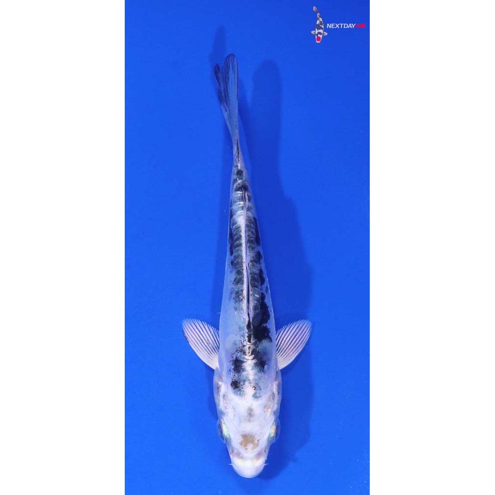 4” Imported Doitsu Gin Shiro Bekko