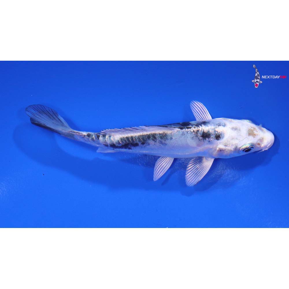 4” Imported Doitsu Gin Shiro Bekko