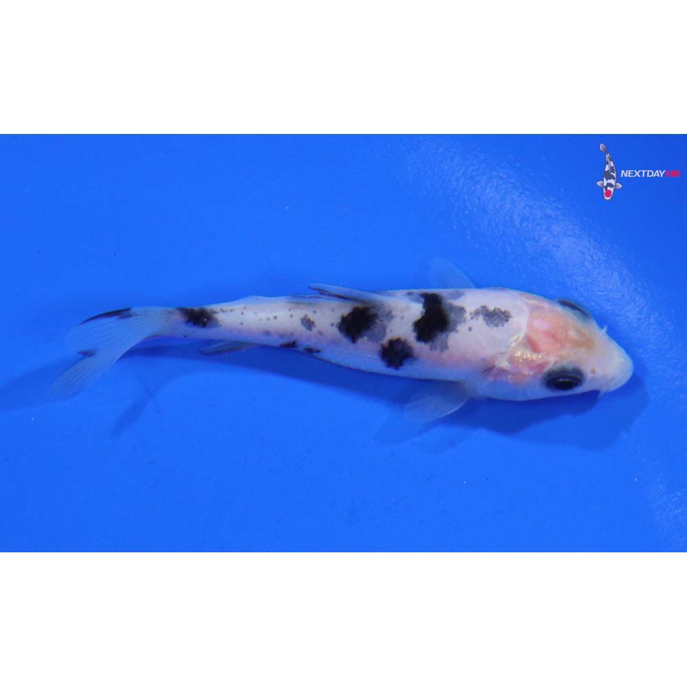 3” Imported Shiro Bekko