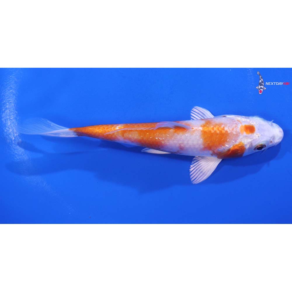 4.5” Imported Hariwake
