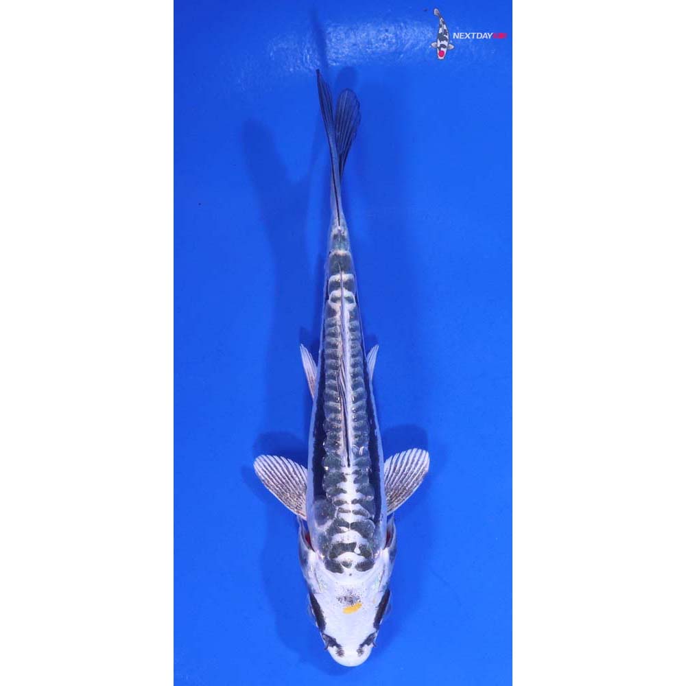 4.5” Imported Kin Kikokuryu
