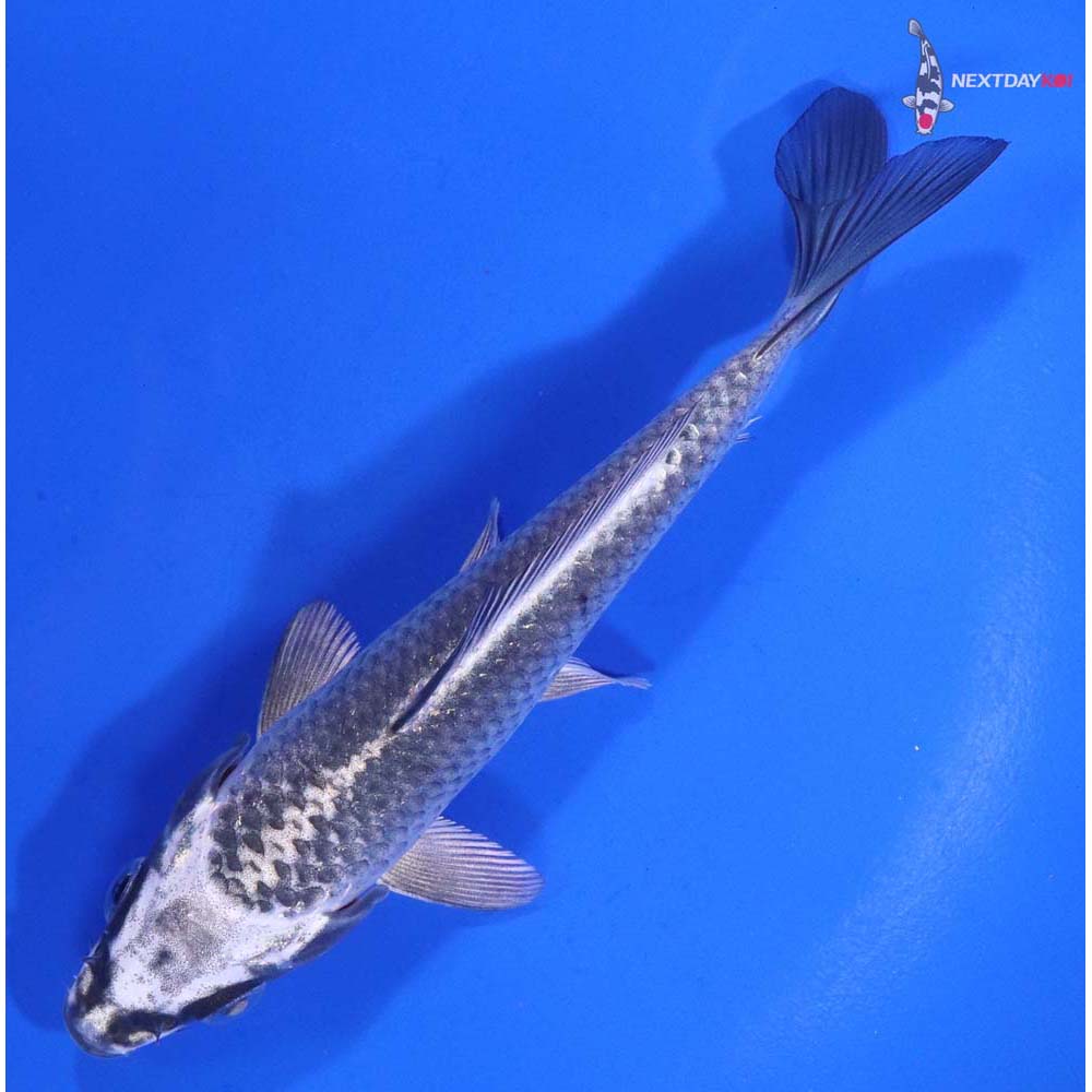 5” Imported Gin Matsuba