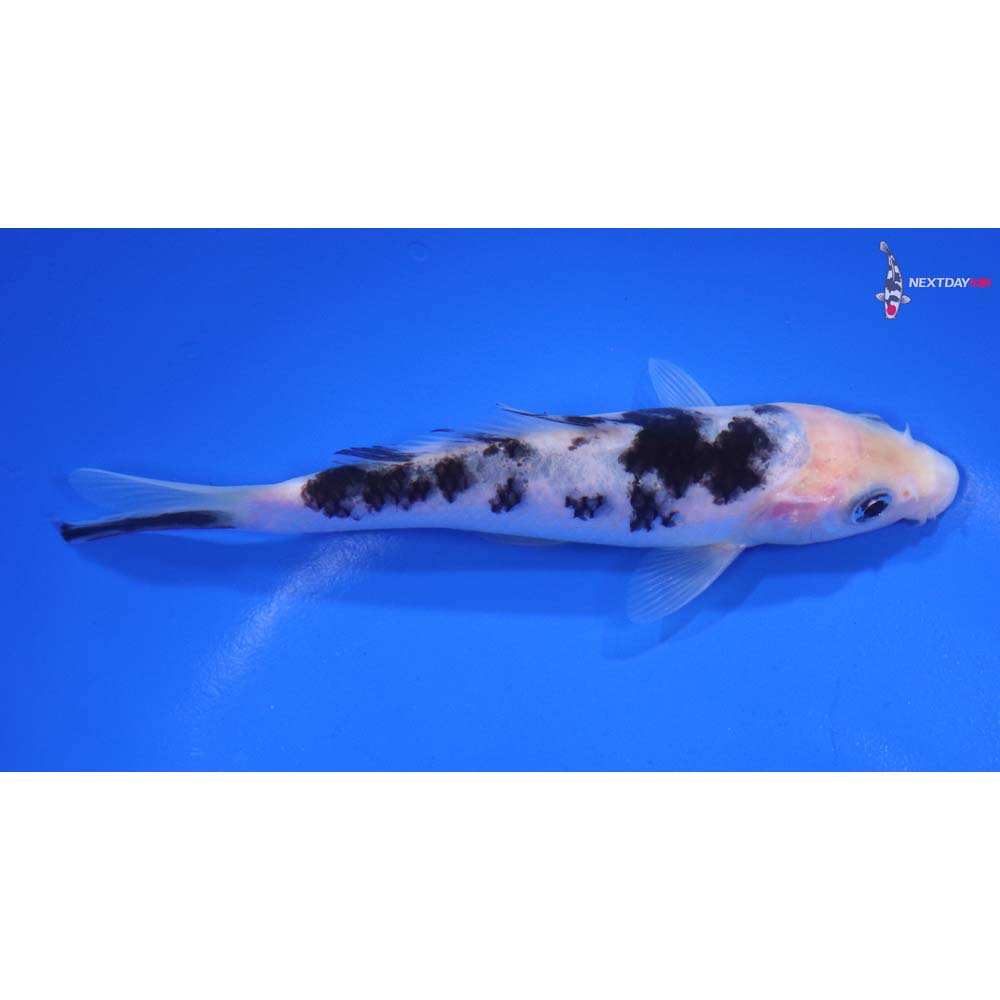 5” Imported Shiro Bekko