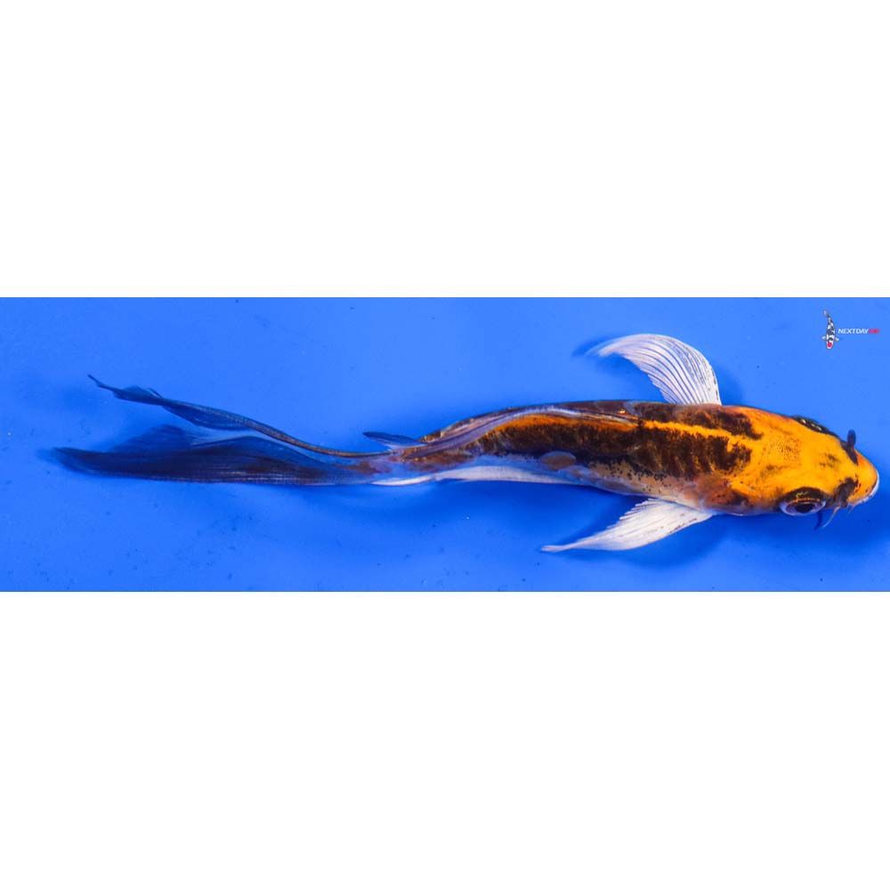 4.5” Imported Doitsu Kujaku Butterfly Koi