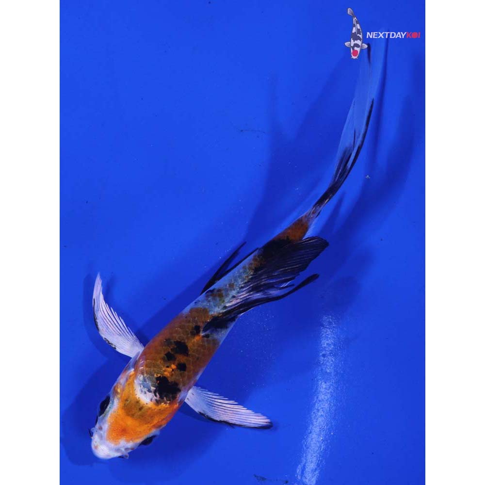 3.5” Imported Yamato Nishiki Butterfly Koi