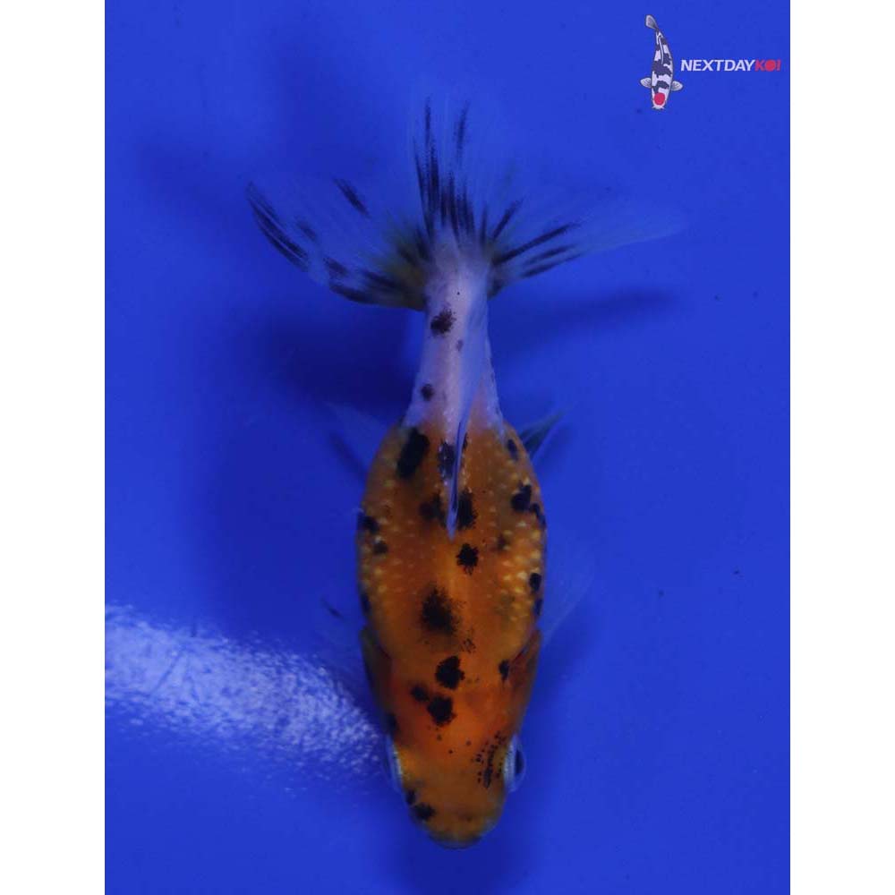 2” Imported Calico Pearlscale