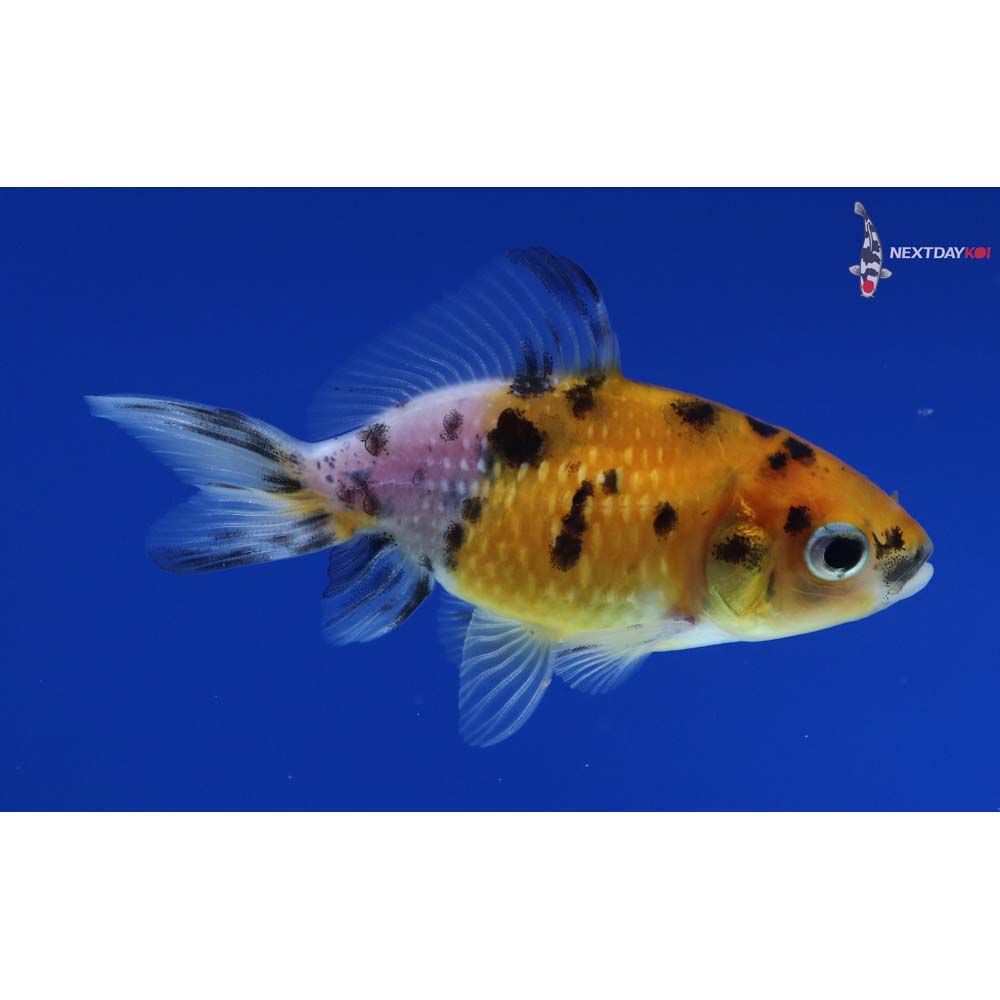 2” Imported Calico Pearlscale