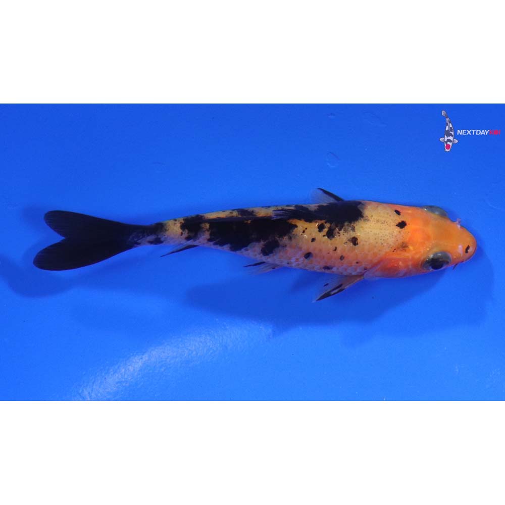 3.5” Imported Aka Bekko