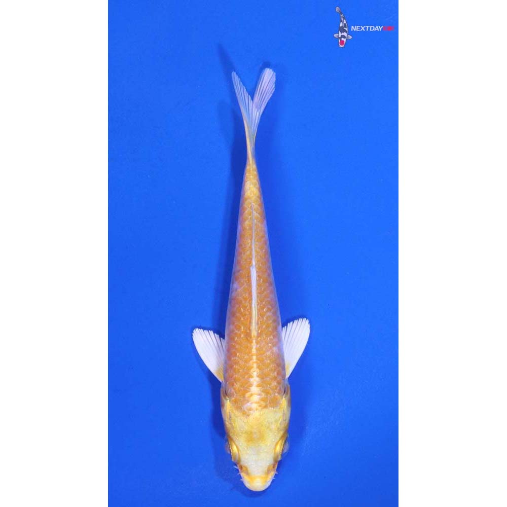 3.5” Imported Lemon Hariwake